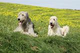 IRISH WOLFHOUND 219